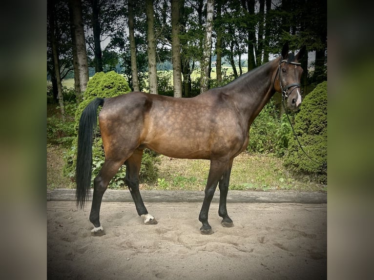 Hanoverian Gelding 15 years 16,1 hh Bay-Dark in Pelmberg