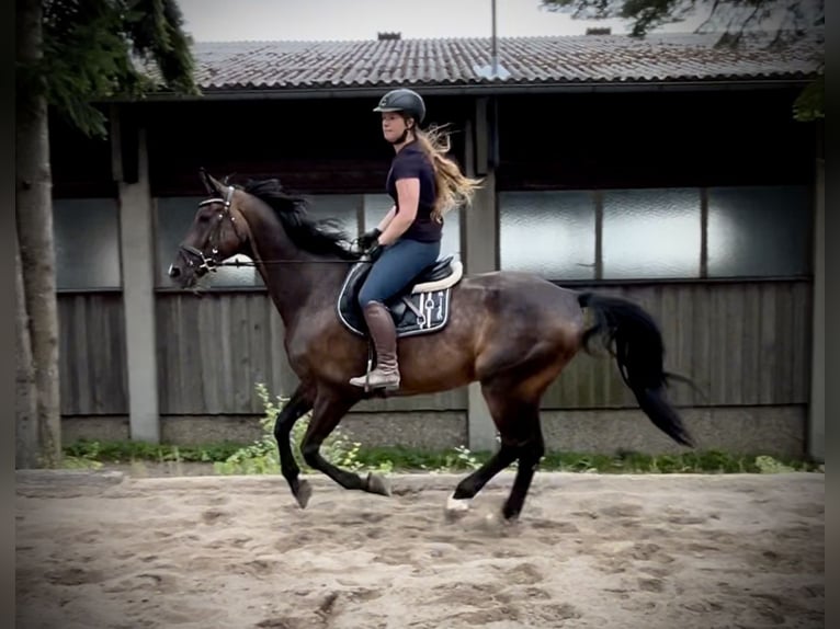 Hanoverian Gelding 15 years 16,1 hh Bay-Dark in Pelmberg