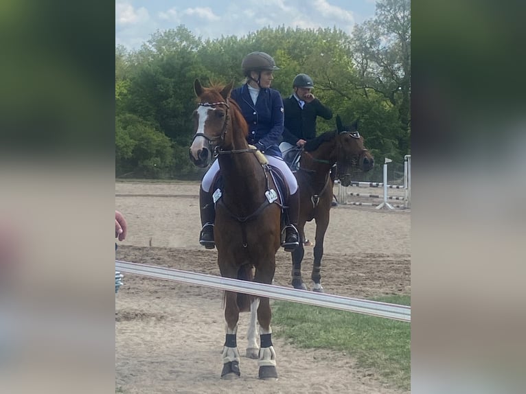 Hanoverian Gelding 15 years 16.1 hh Chestnut-Red in Kisdorf