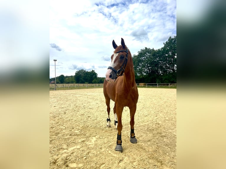 Hanoverian Gelding 15 years 16,1 hh Chestnut-Red in Everswinkel