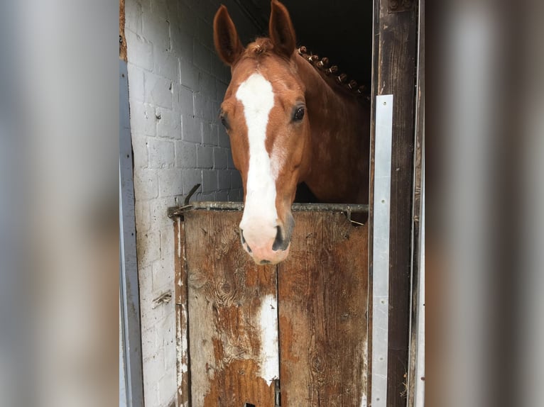 Hanoverian Gelding 15 years 16,1 hh Chestnut-Red in Everswinkel