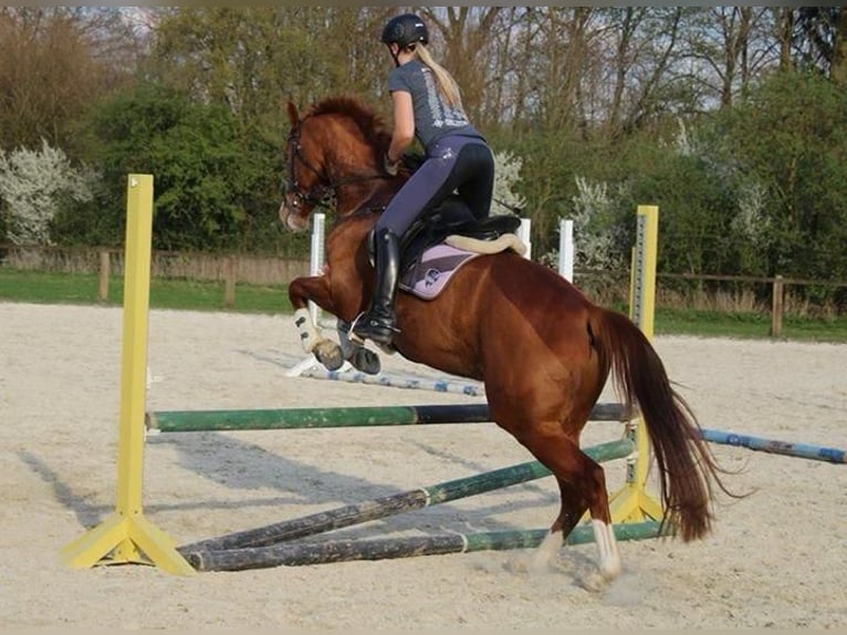 Hanoverian Gelding 15 years 16,1 hh Chestnut-Red in Everswinkel