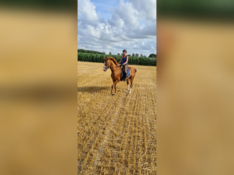 Hanoverian Gelding 15 years 16,1 hh Chestnut-Red in Everswinkel