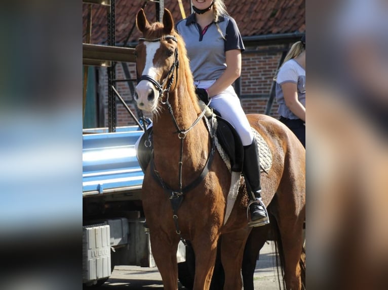 Hanoverian Gelding 15 years 16,1 hh Chestnut-Red in Everswinkel