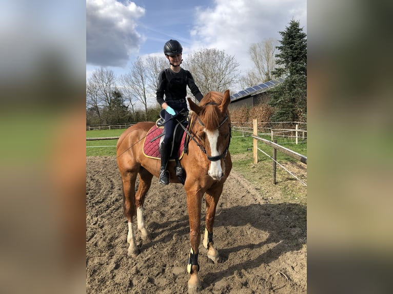 Hanoverian Gelding 15 years 16,1 hh Chestnut-Red in Everswinkel