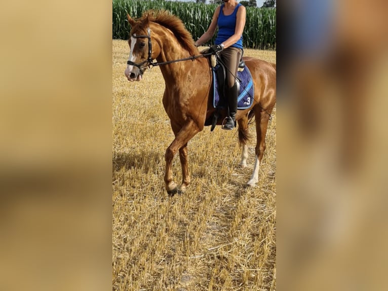 Hanoverian Gelding 15 years 16,1 hh Chestnut-Red in Everswinkel