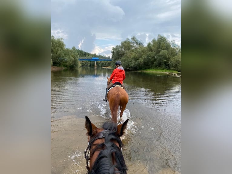 Hanoverian Gelding 15 years 16,1 hh Chestnut-Red in Everswinkel