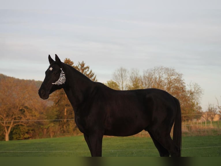 Hanoverian Gelding 15 years 16,1 hh Smoky-Black in Lahnstein