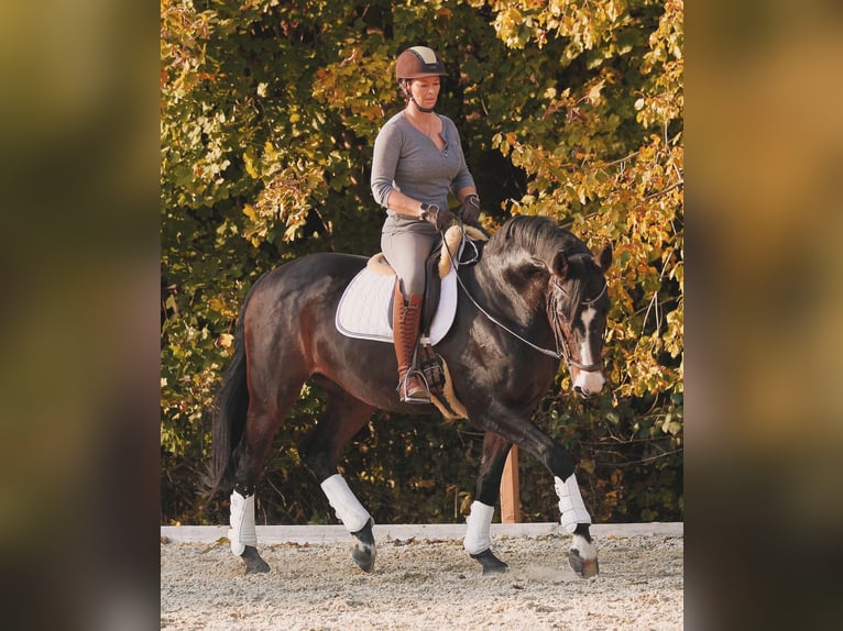 Hanoverian Gelding 15 years 16,2 hh Bay-Dark in Emsdetten