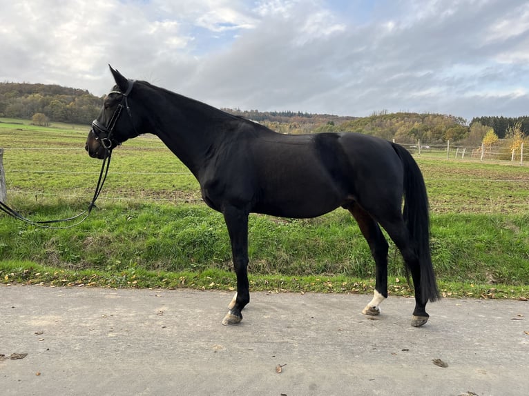 Hanoverian Gelding 15 years 16,2 hh Bay-Dark in Burbach