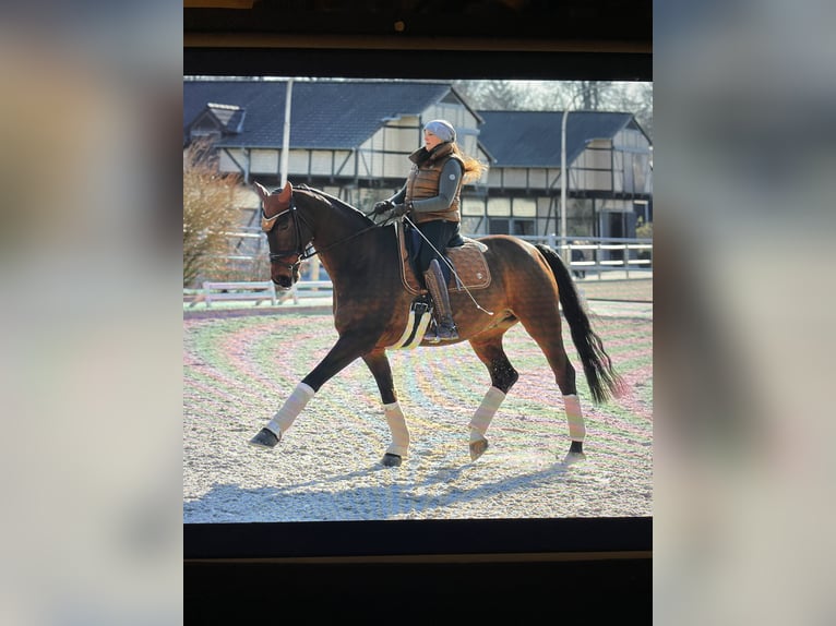 Hanoverian Gelding 15 years 16.2 hh Brown in Bergisch Gladbach