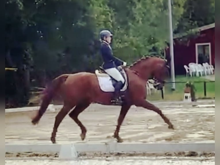 Hanoverian Gelding 15 years 16.2 hh Chestnut in Nordhorn