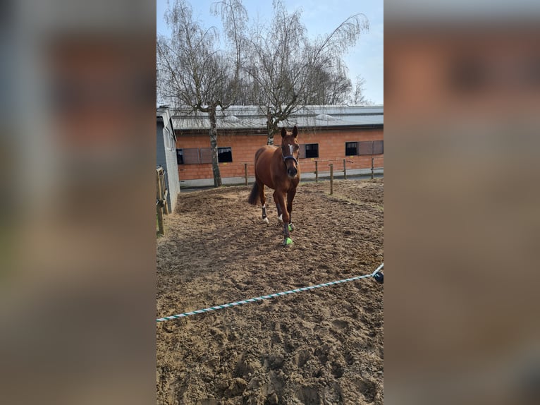 Hanoverian Mix Gelding 15 years 16,3 hh Chestnut in Bünde