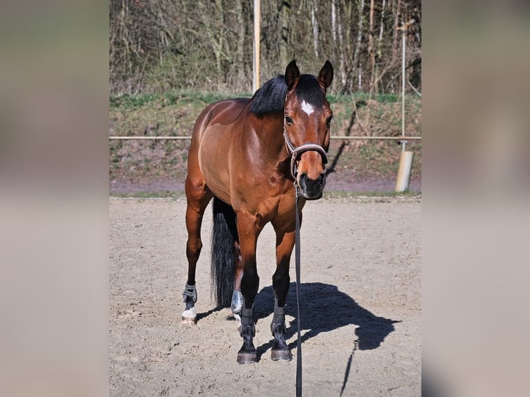 Hanoverian Gelding 15 years 16 hh Bay in Bawinkel