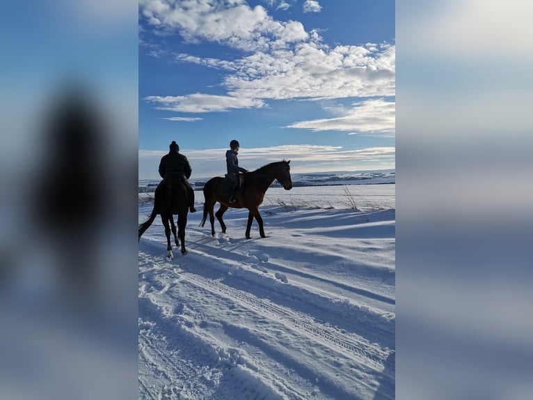 Hanoverian Mix Gelding 15 years 16 hh Brown in Nordhausen