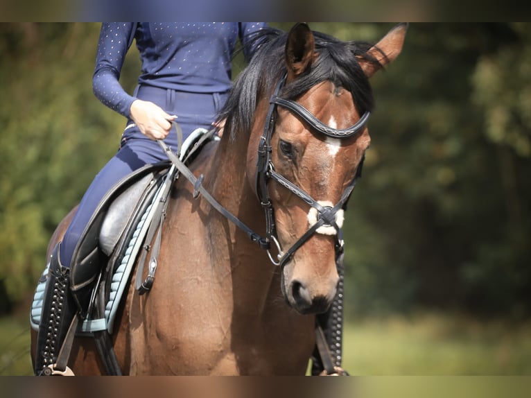 Hanoverian Mix Gelding 15 years 16 hh Brown in Nordhausen