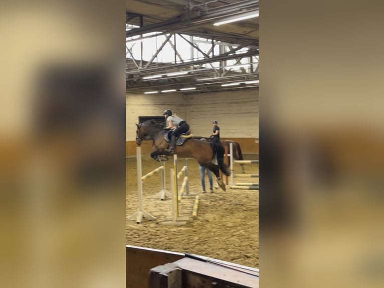 Hanoverian Gelding 15 years 16 hh Brown in Kerpen