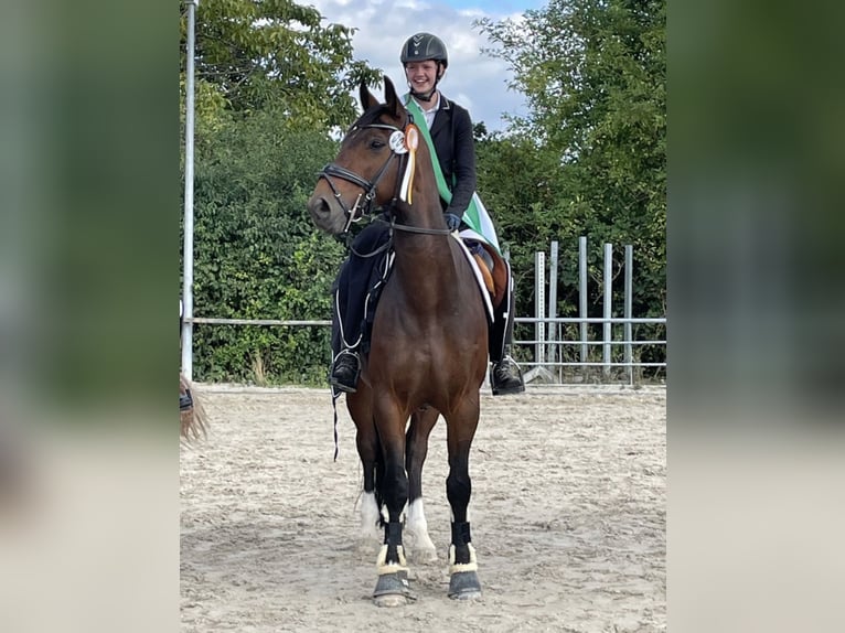 Hanoverian Gelding 15 years 16 hh Brown in Kerpen
