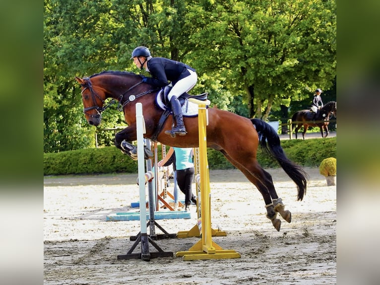 Hanoverian Gelding 15 years 16 hh Brown in Kerpen