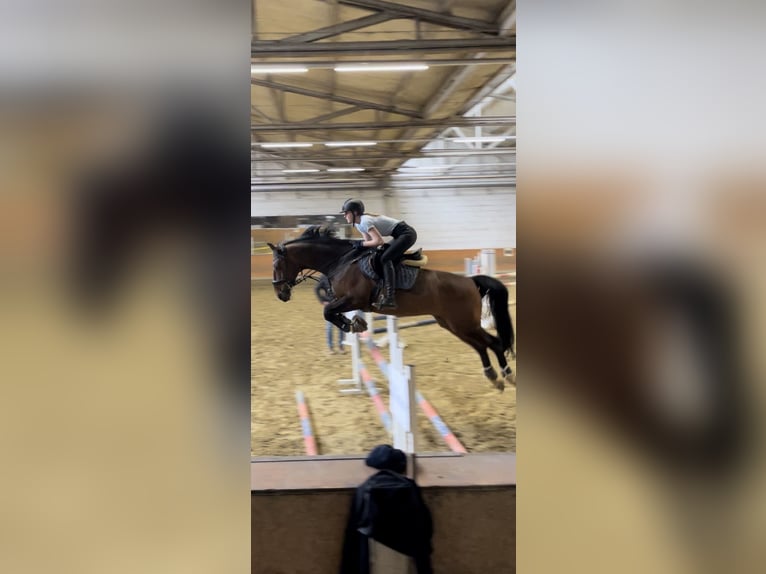 Hanoverian Gelding 15 years 16 hh Brown in Kerpen