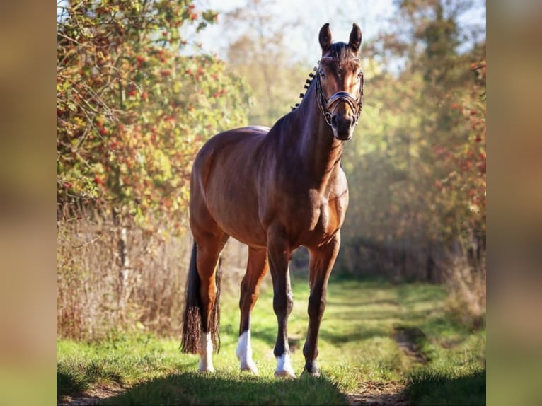 Hanoverian Gelding 15 years 16 hh Brown in Kerpen