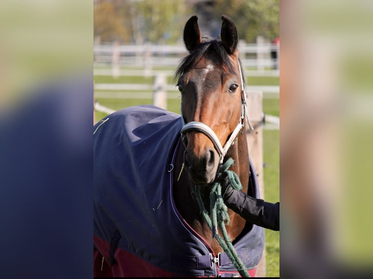 Hanoverian Gelding 15 years 16 hh Brown in Kerpen