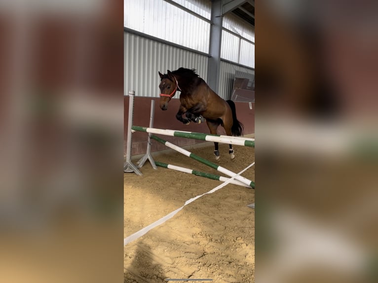 Hanoverian Gelding 15 years 16 hh Brown in Kerpen
