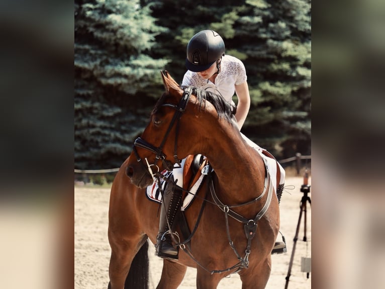 Hanoverian Gelding 15 years 16 hh Brown in Kerpen