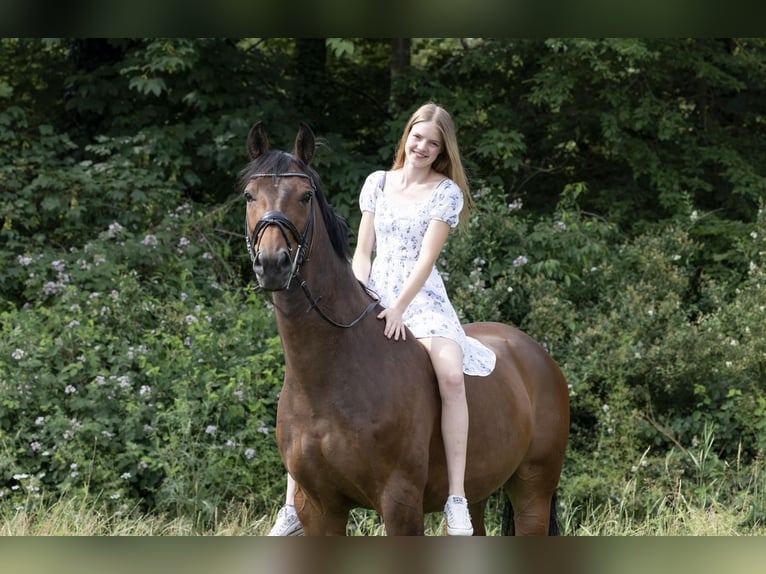 Hanoverian Gelding 15 years 16 hh Brown in Kerpen