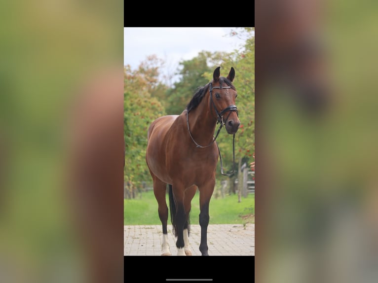 Hanoverian Gelding 15 years 16 hh Brown in Kerpen