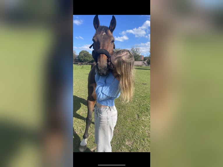 Hanoverian Gelding 15 years 16 hh Brown in Kerpen