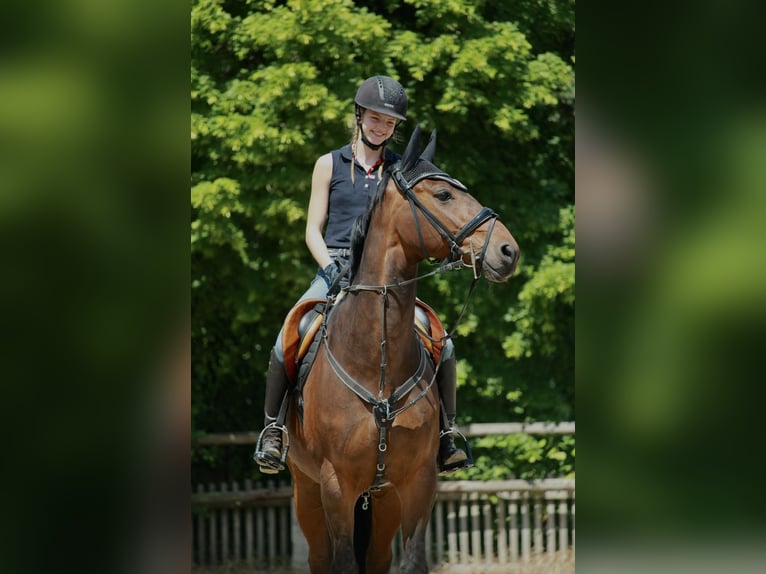 Hanoverian Gelding 15 years 16 hh Brown in Kerpen