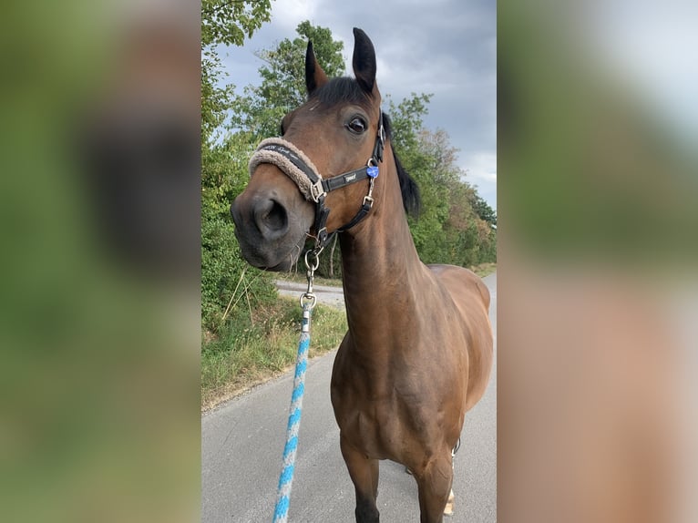 Hanoverian Gelding 15 years 16 hh Brown in Kerpen