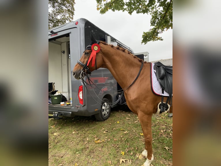 Hanoverian Gelding 15 years 16 hh Chestnut-Red in Wipperfürth