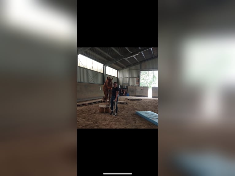 Hanoverian Gelding 15 years 16 hh Chestnut-Red in Frankfurt am Main