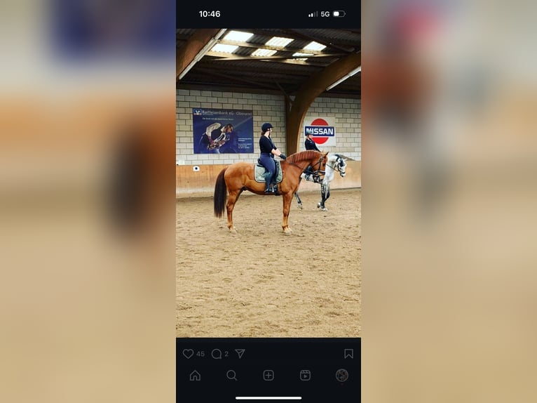 Hanoverian Gelding 15 years 16 hh Chestnut-Red in Frankfurt am Main