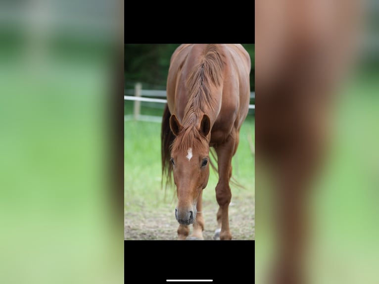Hanoverian Gelding 15 years 16 hh Chestnut-Red in Frankfurt am Main