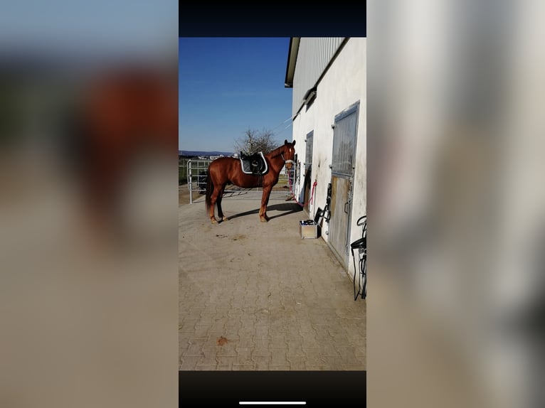 Hanoverian Gelding 15 years 16 hh Chestnut-Red in Frankfurt am Main