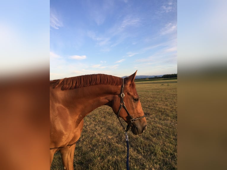 Hanoverian Gelding 15 years 16 hh Chestnut-Red in Kenzingen