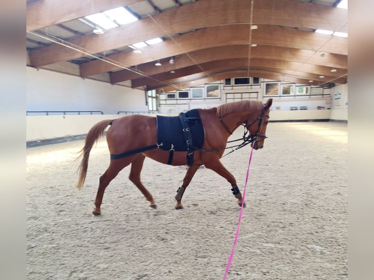 Hanoverian Gelding 15 years 16 hh Chestnut-Red in Bremen