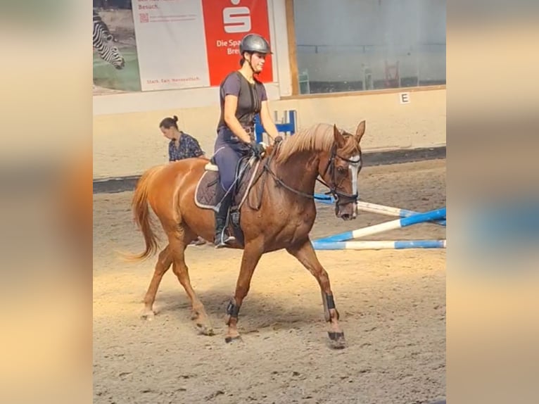 Hanoverian Gelding 15 years 16 hh Chestnut-Red in Bremen