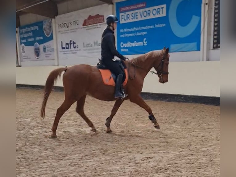 Hanoverian Gelding 15 years 16 hh Chestnut-Red in Bremen