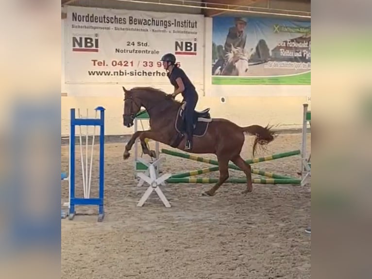 Hanoverian Gelding 15 years 16 hh Chestnut-Red in Bremen