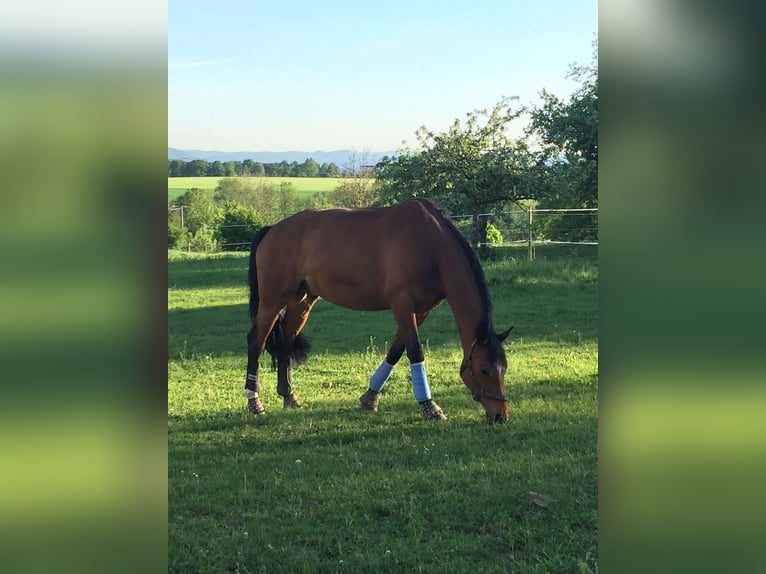 Hanoverian Gelding 15 years 16,1 hh Bay-Dark in Salem