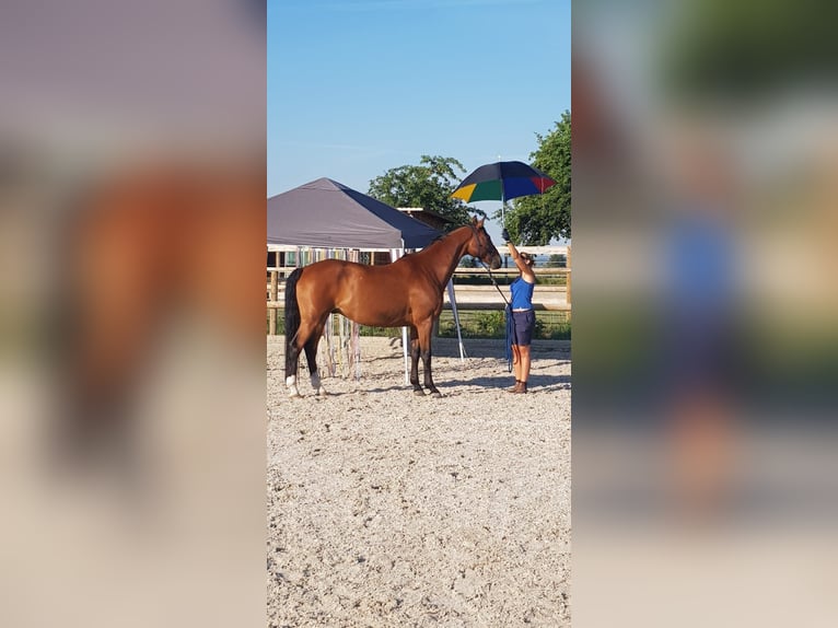 Hanoverian Gelding 15 years 16,1 hh Bay-Dark in Salem
