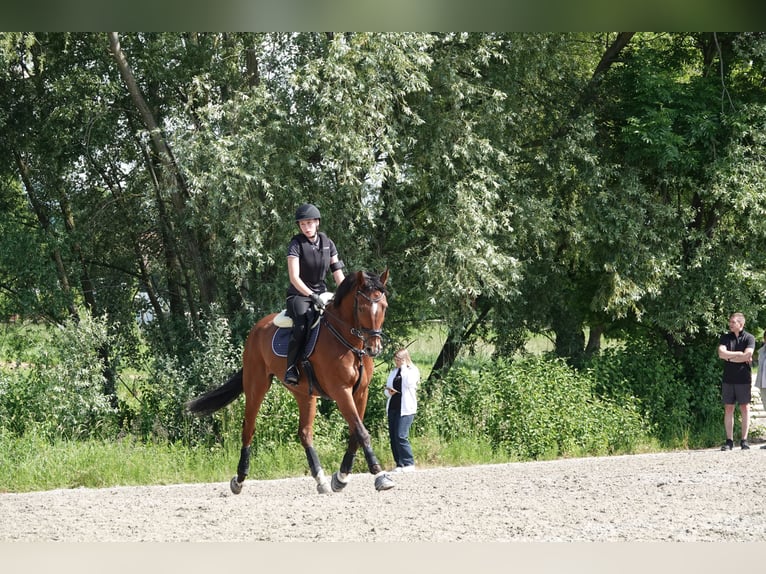 Hanoverian Gelding 15 years 16,1 hh Brown in Rengg