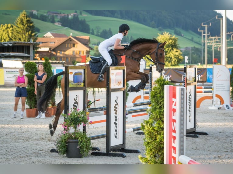 Hanoverian Gelding 15 years 16,1 hh Brown in Rengg