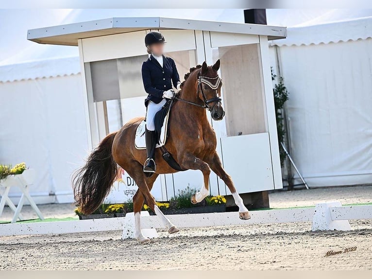 Hanoverian Gelding 15 years 16,1 hh Chestnut in Ebersbach-Musbach