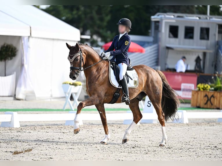 Hanoverian Gelding 15 years 16,1 hh Chestnut in Ebersbach-Musbach