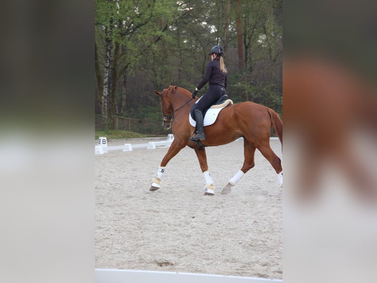 Hanoverian Gelding 15 years 16,1 hh Chestnut-Red in Uelsen